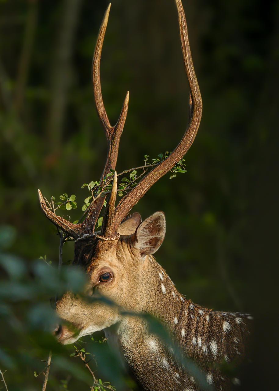 Wildlife